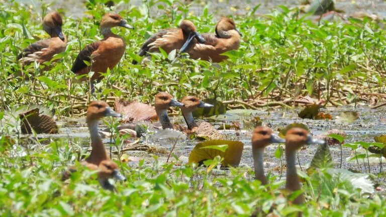 A rare fulvous whistling duck spotted in Keralam’s Malappuram