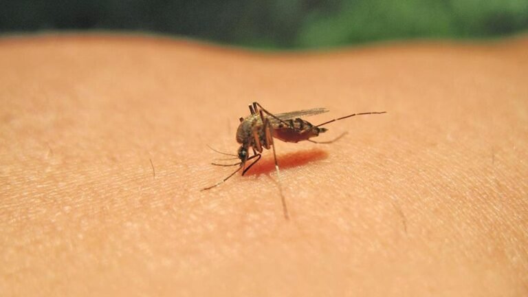 The Tamil Nadu government will conduct studies to identify new ways to prevent the spread of dengue fever