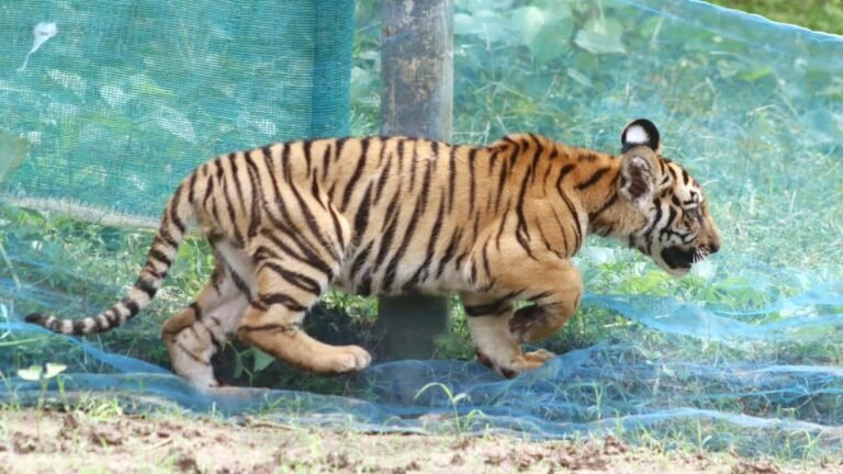 A rescued tiger cub caught in a kitchen garden net has returned to the wild in Assam