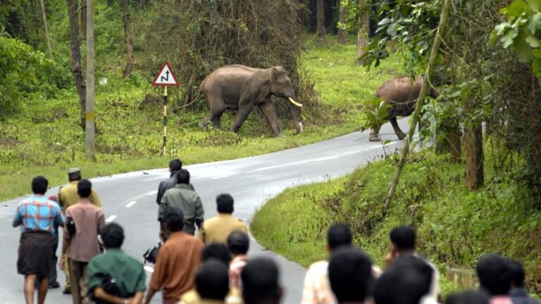Human-animal conflict in Kerala: Compensation to victims likely to be revised