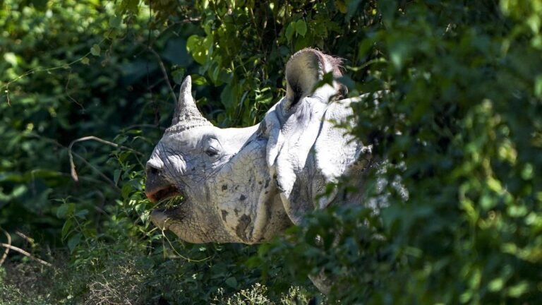World Rhino Day focuses on the joint conservation of India and Bhutan
