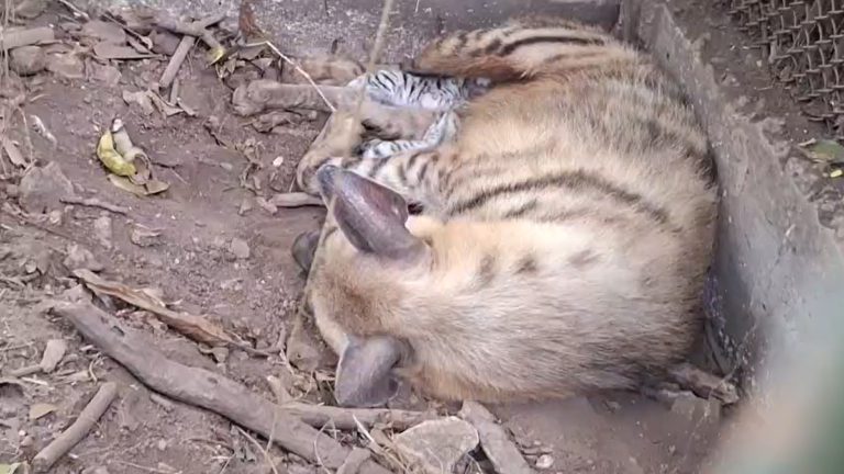A hyena has given birth to two cubs at the Thiruvananthapuram Zoo