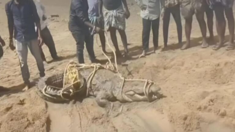 Andhra Pradesh: Villagers drag, beat crocodile washed ashore by Tungabhadra sinking