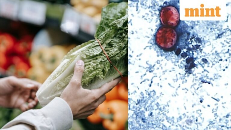 US declares largest multi-state outbreak of cyclosporiasis over after contaminated lettuce sickens thousands | Today’s news