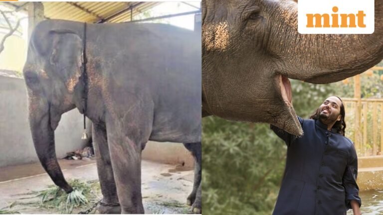 Madhuri returns home: Elephant gets a grand welcome in Kolhapur after 13 months in Vantara | Today’s news