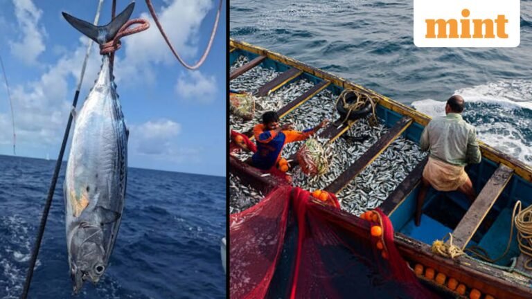 Is tuna safe to eat? ICAR-CMFRI issues clarification following reports of parasites in skipjack tuna from Brazil | Today’s news