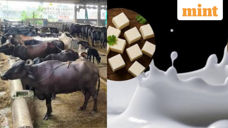 Haryana: Why buffalo milk may hit ₹100/litre as dairy farmers bounce back; ₹21,000 penalty for selling below fixed rate | Today’s news