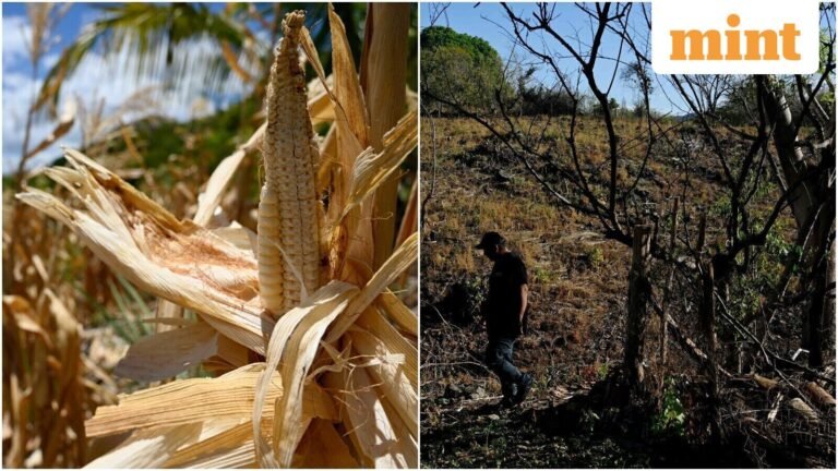 El Nino ties record intensity: What 3.07°C Pacific warming means for weather from Central America to Indonesia | Today’s news