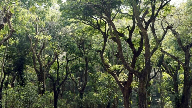 The forest rights group is asking the tribal affairs ministry to withdraw the stand with the consent of the Gram Sabha