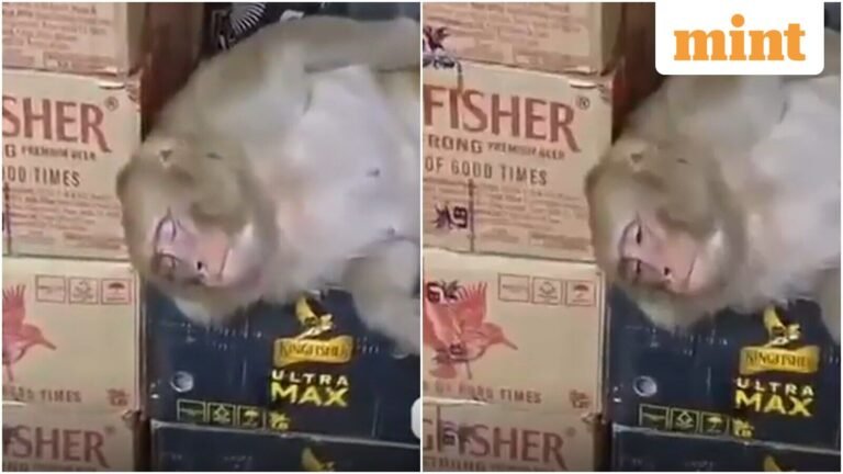 Watch: A surprise visit from a monkey at a Ranchi liquor store takes a sleepy turn after it drinks from a bottle | Today’s news
