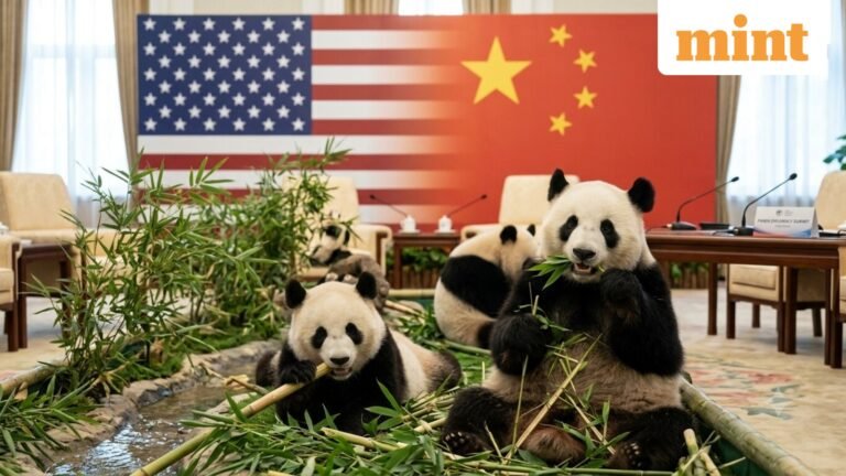 Giant pandas to arrive in US after Trump-Xi summit: What is China’s ‘panda diplomacy’? | Today’s news