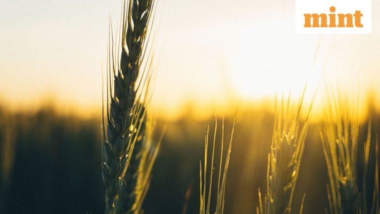 Center raises MSP for wheat at ‘more than double’ cost of production; the price now stands at ₹ 2,610 per quintal | Today’s news