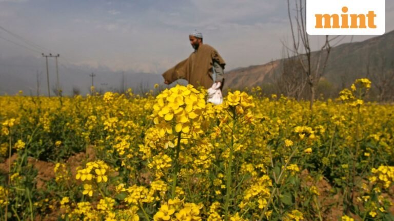 Higher support prices, strong demand for edible oil fueling mustard area expansion | Today’s news