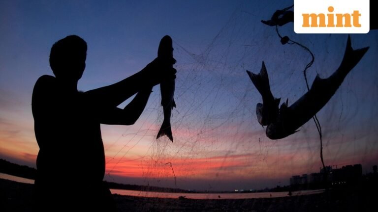 Affordable and versatile Vietnamese bass catches Indians | Today’s news