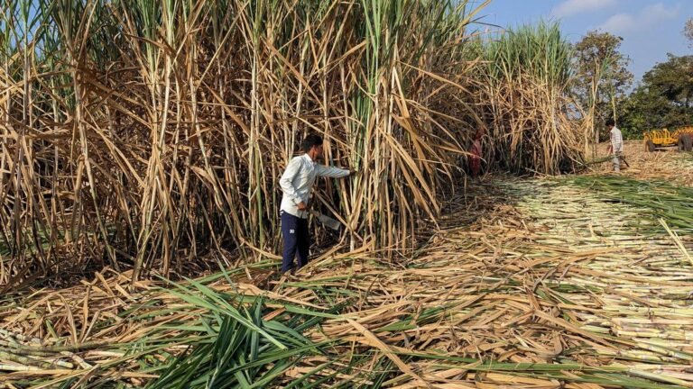 Sugar mill owners to start crushing soon fearing ED probe: Farmers’ leader Raju Shetti