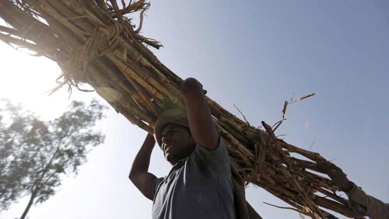 UP launches new varieties of sugarcane to the market, following the increasing production