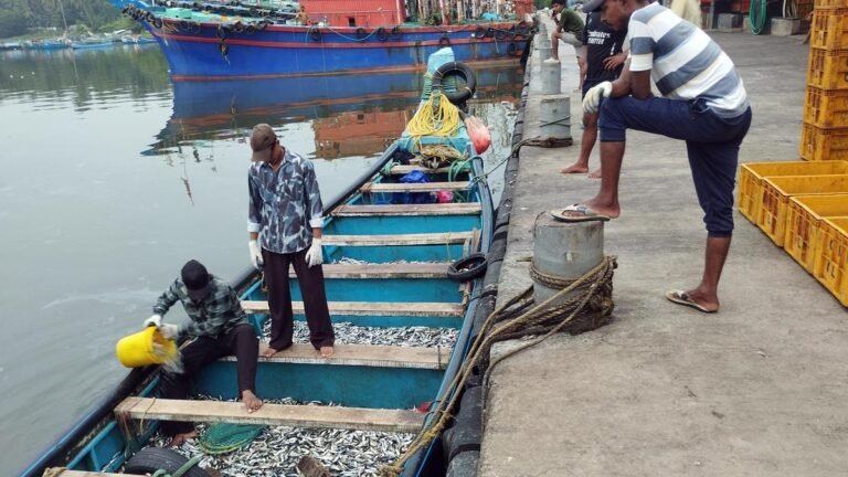 Juvenile catch is a concern along the Malabar coast