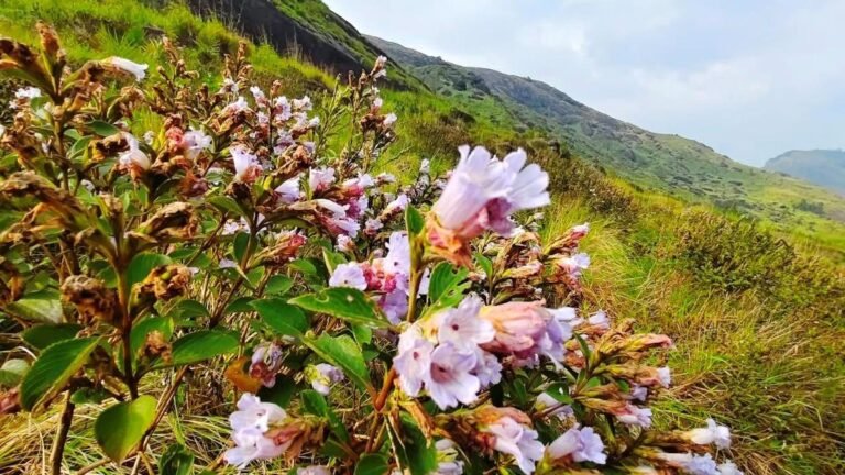 The Neelakurinji season ends at Chokramudi and Korandakkad