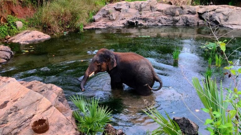 Odisha is a safe haven for poachers, says an environmental group