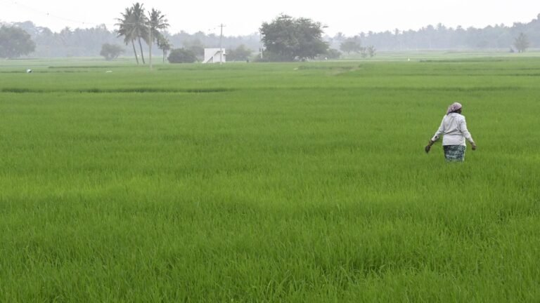 Dharapuram farmers are unhappy with the TN government’s crop loan waiver approach