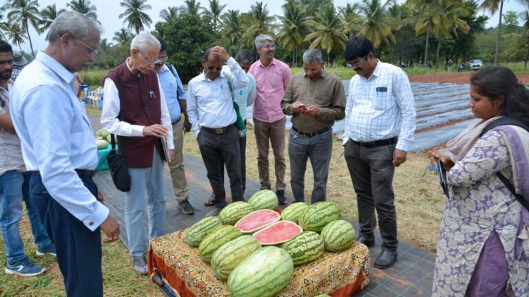 A rootstock to combat Gummy Stem Blight in the watermelon crop