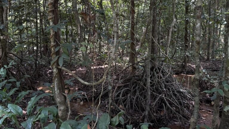 Why Keralam launched India’s first Red List Ecosystem Assessment