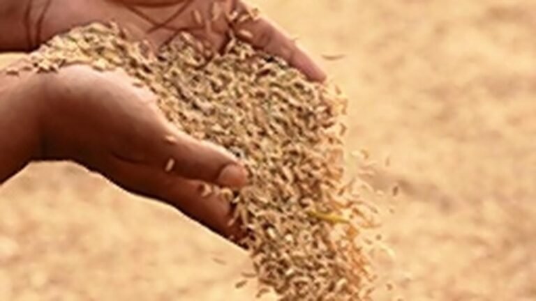 Over 6,300 tonnes of government paddy worth ₹23 crore missing from Yadadri Rice Mill
