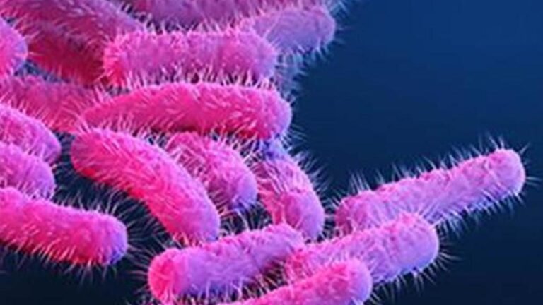 Shigella cases raise alarm bells in Thrissur as 10 infections in nine days
