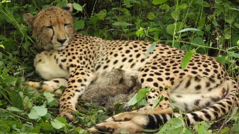 A cheetah born in India gives birth to five cubs in Madhya Pradesh’s Kuno National Park