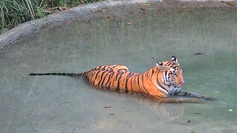 Tigress released in Buxa Bengal Tiger Reserve; he plans three more by the end of the year