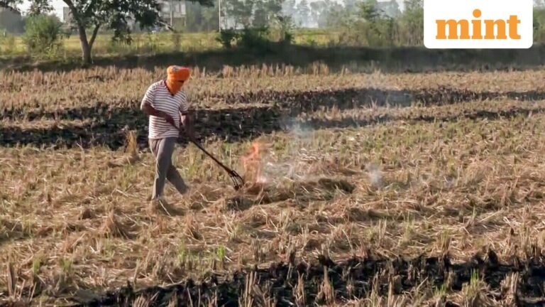Stubble fires down 31% in six states as Delhi braces for winter | Today’s news