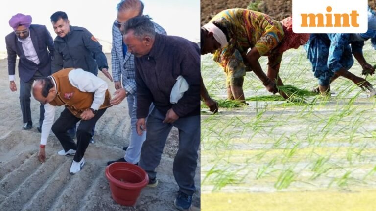 First, Ladakh grows saffron on a large scale: Why are Iranian tubers being tested on barren soil? Know the importance of | Today’s news