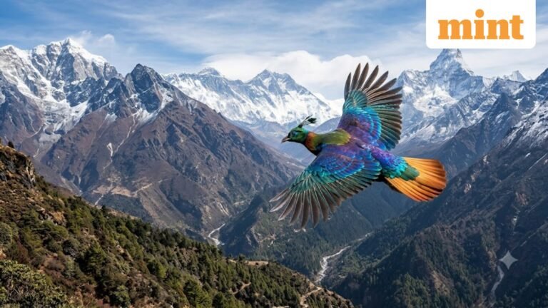 Human activity is forcing this Himalayan bird to change its “voice frequency and address” | Today’s news