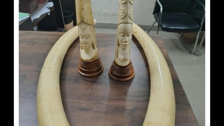 DRI seizes four elephant tusks, ivory items; three held