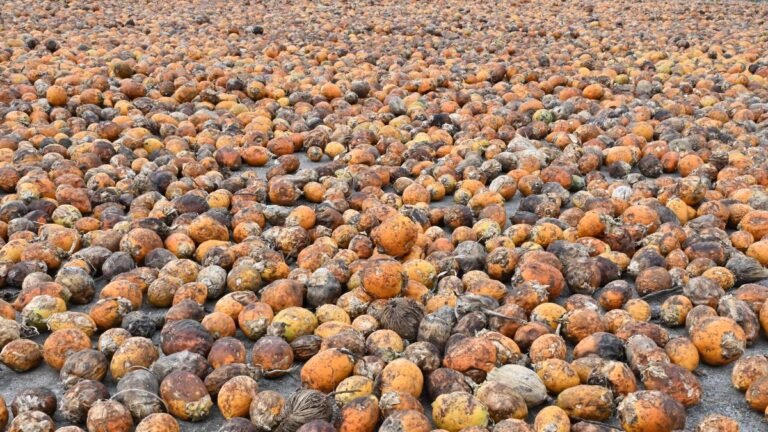 ED searches 16 places linked to smuggling of foreign origin betel nuts across Indo-Myanmar border