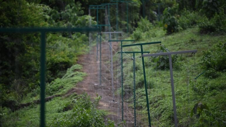 Wildlife menace: solar-powered picket fences to be erected around vulnerable areas in Keralam’s Kozhikode’s Chakkittappara panchayat