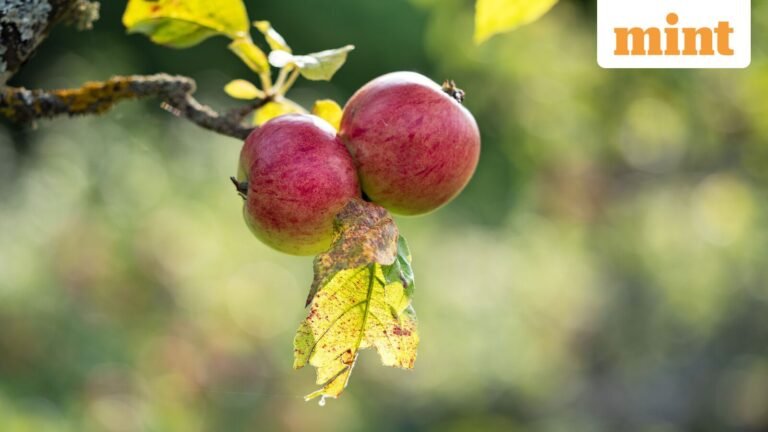 Israeli nets offer apple growers hail protection | Today’s news