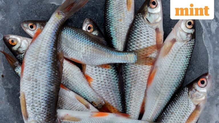 Mint Explainer | Why the South Indian Ocean Fisheries Agreement is important for India | Today’s news