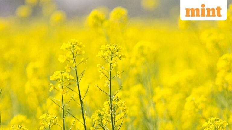 India’s edible oil imports will rise as demand rises and oilseed yields face risks | Today’s news