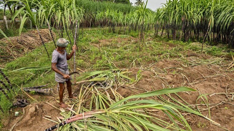 The Center is setting up a panel to study the problems of sugarcane growers